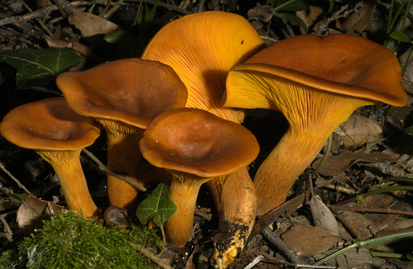 Dunkler Ölbaumtrichterling (Omphalotus olearius) - © Heinz Prelicz